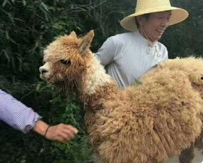 爆料美国羊驼视频播放,揭秘美国羊驼视频背后的故事  第2张